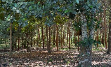 RANCHO EN VENTA LAS CHOAPAS VERACRUZ