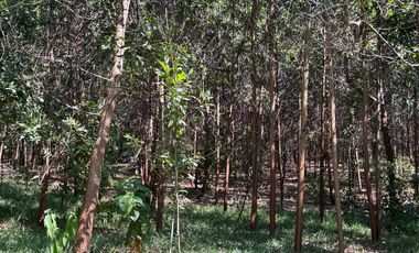 RANCHO EN VENTA LAS CHOAPAS VERACRUZ