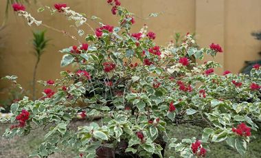 RUSH SALE PRICE MARKDOWN HOUSE AND LOT FULLY FURNISHED with Swimming Pool in Baclayon Bohol