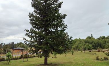SE VENDE GRAN PARCELA, CASA CON CABAÑA EN PUYEHUE, OSORNO