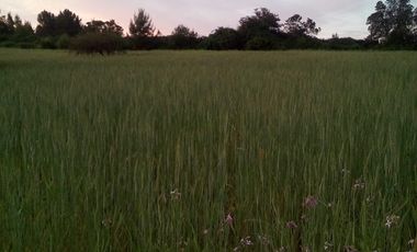 TERRENO CHUDAL / PORTEZUELO / REGIÓN DE ÑUBLE