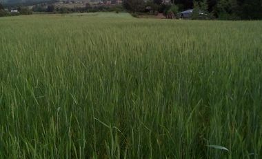 TERRENO CHUDAL / PORTEZUELO / REGIÓN DE ÑUBLE