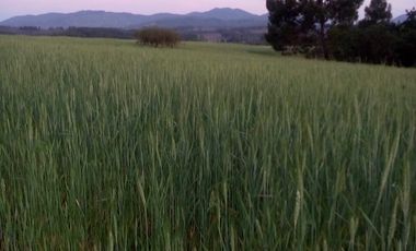 TERRENO CHUDAL / PORTEZUELO / REGIÓN DE ÑUBLE