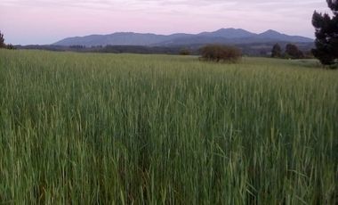 TERRENO CHUDAL / PORTEZUELO / REGIÓN DE ÑUBLE