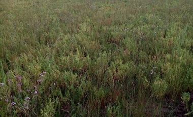 TERRENO CHUDAL / PORTEZUELO / REGIÓN DE ÑUBLE