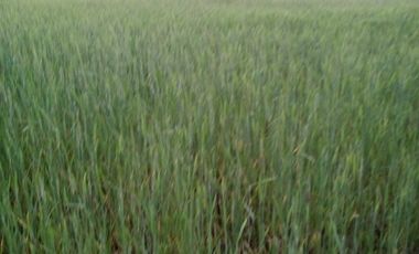 TERRENO CHUDAL / PORTEZUELO / REGIÓN DE ÑUBLE