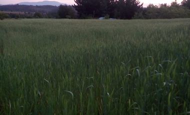 TERRENO CHUDAL / PORTEZUELO / REGIÓN DE ÑUBLE