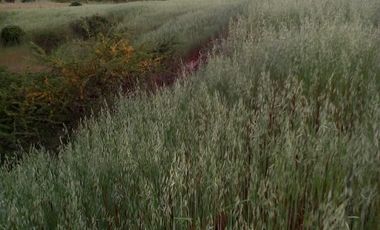 TERRENO CHUDAL / PORTEZUELO / REGIÓN DE ÑUBLE