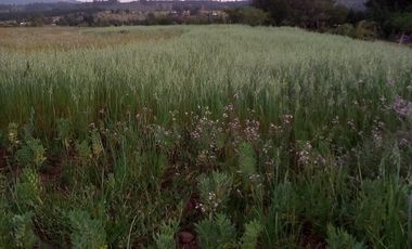 TERRENO CHUDAL / PORTEZUELO / REGIÓN DE ÑUBLE