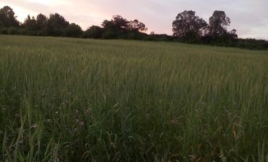 TERRENO CHUDAL / PORTEZUELO / REGIÓN DE ÑUBLE