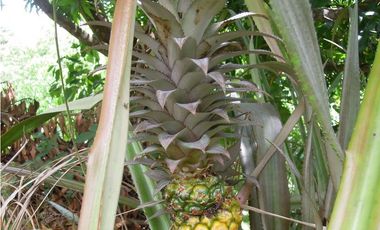 VENTA LOTES CON Y SIN CONSTRUCCIÓN VÍA MINCA SANTA MARTA