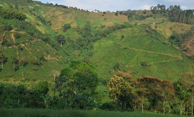 Venta Finca Cafetera en Santuario Risaralda