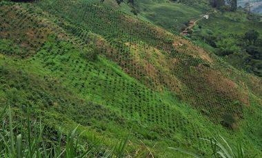 Venta Finca Cafetera en Santuario Risaralda