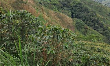 Venta Finca Cafetera en Santuario Risaralda
