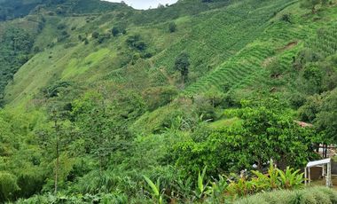 Venta Finca Cafetera en Santuario Risaralda