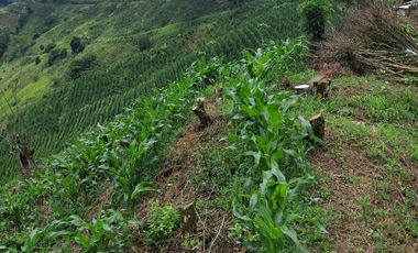 Venta Finca Cafetera en Santuario Risaralda