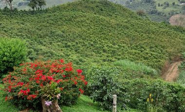 Venta Finca Cafetera en Santuario Risaralda