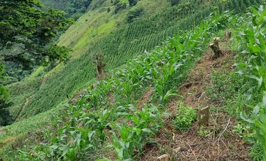 Venta Finca Cafetera en Santuario Risaralda