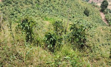 Venta Finca Cafetera en Santuario Risaralda