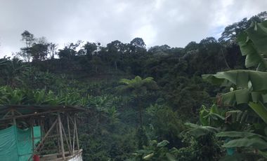 Venta Finca Cafetera Tecnificada Marsella Risaralda