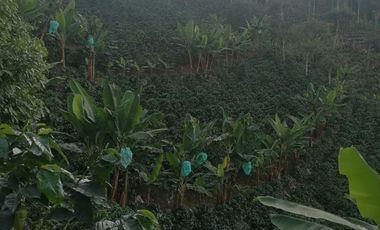 Venta Finca Cafetera Tecnificada Marsella Risaralda