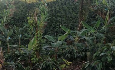 Venta Finca Cafetera Tecnificada Marsella Risaralda