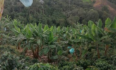 Venta Finca Cafetera Tecnificada Marsella Risaralda