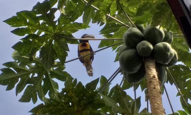 PEDRO V. MALDONADO, VENDO HERMOSA QUINTA AMOBLADA, VISTA