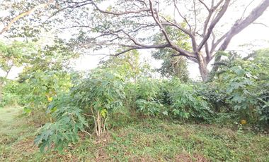 Farm/Residential Lot in Brgy Ambulong, Tanauan, Batangas