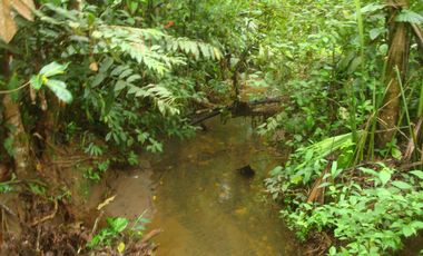 Venta Hacienda Agrícola en Santo Domingo de los Tsáchilas, Km 15 vía El Carmen, 18 Hectáreas, precio $400.000 dólares