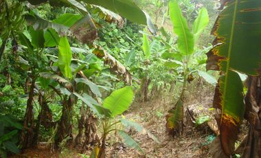 Venta Hacienda Agrícola en Santo Domingo de los Tsáchilas, Km 15 vía El Carmen, 18 Hectáreas, precio $400.000 dólares