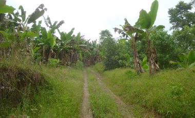 Venta Hacienda Agrícola en Santo Domingo de los Tsáchilas, Km 15 vía El Carmen, 18 Hectáreas, precio $400.000 dólares