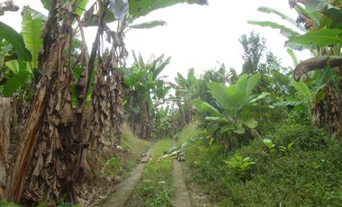 Venta Hacienda Agrícola en Santo Domingo de los Tsáchilas, Km 15 vía El Carmen, 18 Hectáreas, precio $400.000 dólares