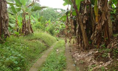 Venta Hacienda Agrícola en Santo Domingo de los Tsáchilas, Km 15 vía El Carmen, 18 Hectáreas, precio $400.000 dólares