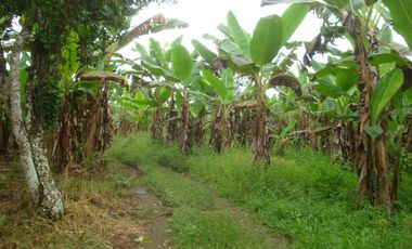 Venta Hacienda Agrícola en Santo Domingo de los Tsáchilas, Km 15 vía El Carmen, 18 Hectáreas, precio $400.000 dólares