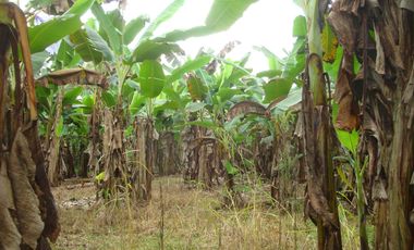 Venta Hacienda Agrícola en Santo Domingo de los Tsáchilas, Km 15 vía El Carmen, 18 Hectáreas, precio $400.000 dólares
