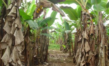 Venta Hacienda Agrícola en Santo Domingo de los Tsáchilas, Km 15 vía El Carmen, 18 Hectáreas, precio $400.000 dólares