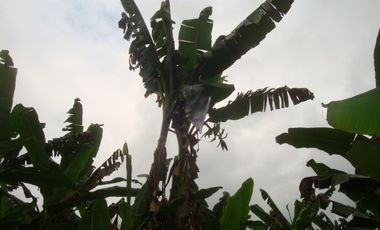 Venta Hacienda Agrícola en Santo Domingo de los Tsáchilas, Km 15 vía El Carmen, 18 Hectáreas, precio $400.000 dólares