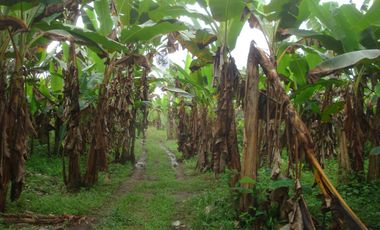 Venta Hacienda Agrícola en Santo Domingo de los Tsáchilas, Km 15 vía El Carmen, 18 Hectáreas, precio $400.000 dólares