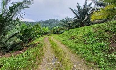 SE VENDE FINCA DE PALMA AFRICANA EN PRODUCCIÓN, 95 HAS. VICHE - QUININDÉ - ESMERALDAS - ECUADOR