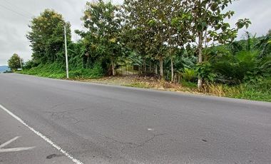 SE VENDE FINCA DE PALMA AFRICANA EN PRODUCCIÓN, 95 HAS. VICHE - QUININDÉ - ESMERALDAS - ECUADOR
