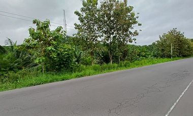 SE VENDE FINCA DE PALMA AFRICANA EN PRODUCCIÓN, 95 HAS. VICHE - QUININDÉ - ESMERALDAS - ECUADOR