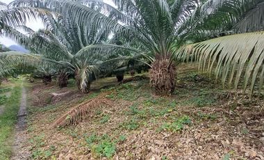 SE VENDE FINCA DE PALMA AFRICANA EN PRODUCCIÓN, 95 HAS. VICHE - QUININDÉ - ESMERALDAS - ECUADOR
