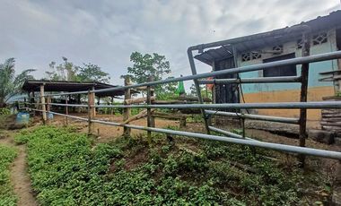 SE VENDE FINCA DE PALMA AFRICANA EN PRODUCCIÓN, 95 HAS. VICHE - QUININDÉ - ESMERALDAS - ECUADOR