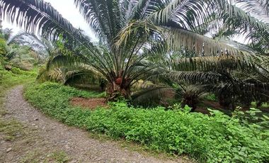 SE VENDE FINCA DE PALMA AFRICANA EN PRODUCCIÓN, 95 HAS. VICHE - QUININDÉ - ESMERALDAS - ECUADOR