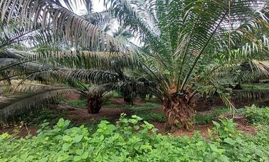SE VENDE FINCA DE PALMA AFRICANA EN PRODUCCIÓN, 95 HAS. VICHE - QUININDÉ - ESMERALDAS - ECUADOR