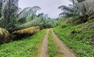 SE VENDE FINCA DE PALMA AFRICANA EN PRODUCCIÓN, 95 HAS. VICHE - QUININDÉ - ESMERALDAS - ECUADOR