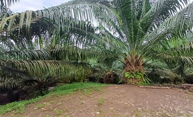 SE VENDE FINCA DE PALMA AFRICANA EN PRODUCCIÓN, 95 HAS. VICHE - QUININDÉ - ESMERALDAS - ECUADOR