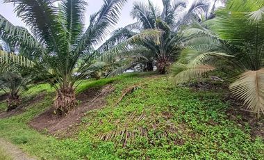 SE VENDE FINCA DE PALMA AFRICANA EN PRODUCCIÓN, 95 HAS. VICHE - QUININDÉ - ESMERALDAS - ECUADOR