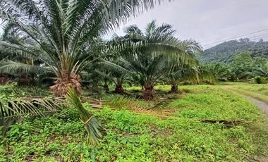 SE VENDE FINCA DE PALMA AFRICANA EN PRODUCCIÓN, 95 HAS. VICHE - QUININDÉ - ESMERALDAS - ECUADOR
